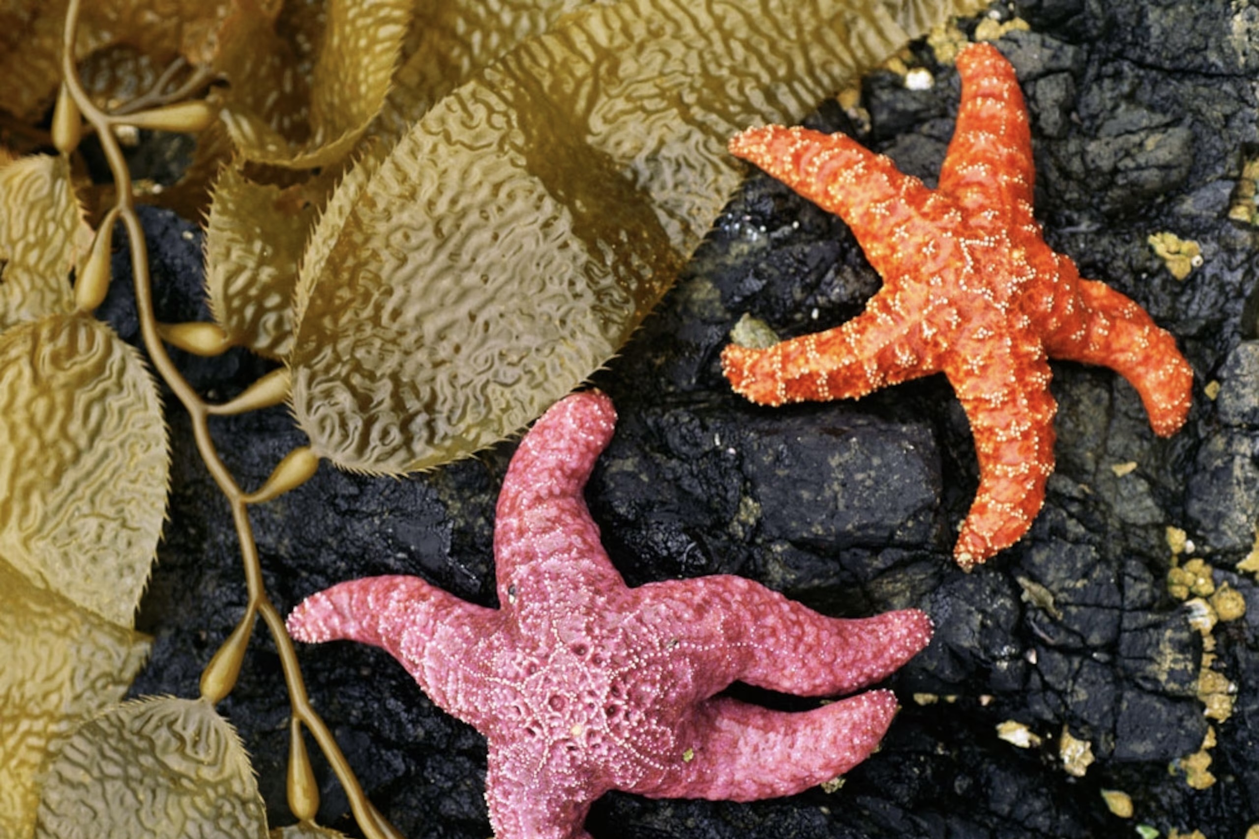 The Fight To Save The Sunflower Sea Star From Extinction