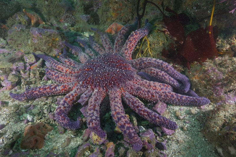 Photo of Sunflower Sea Star
